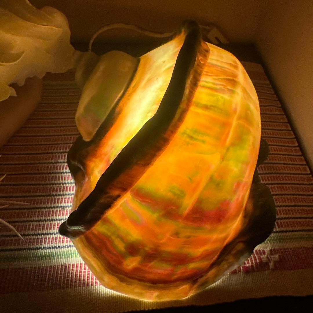 大型　夜光貝　真珠磨き　インテリア　　　飾り物　アクセサリー　オブジェ