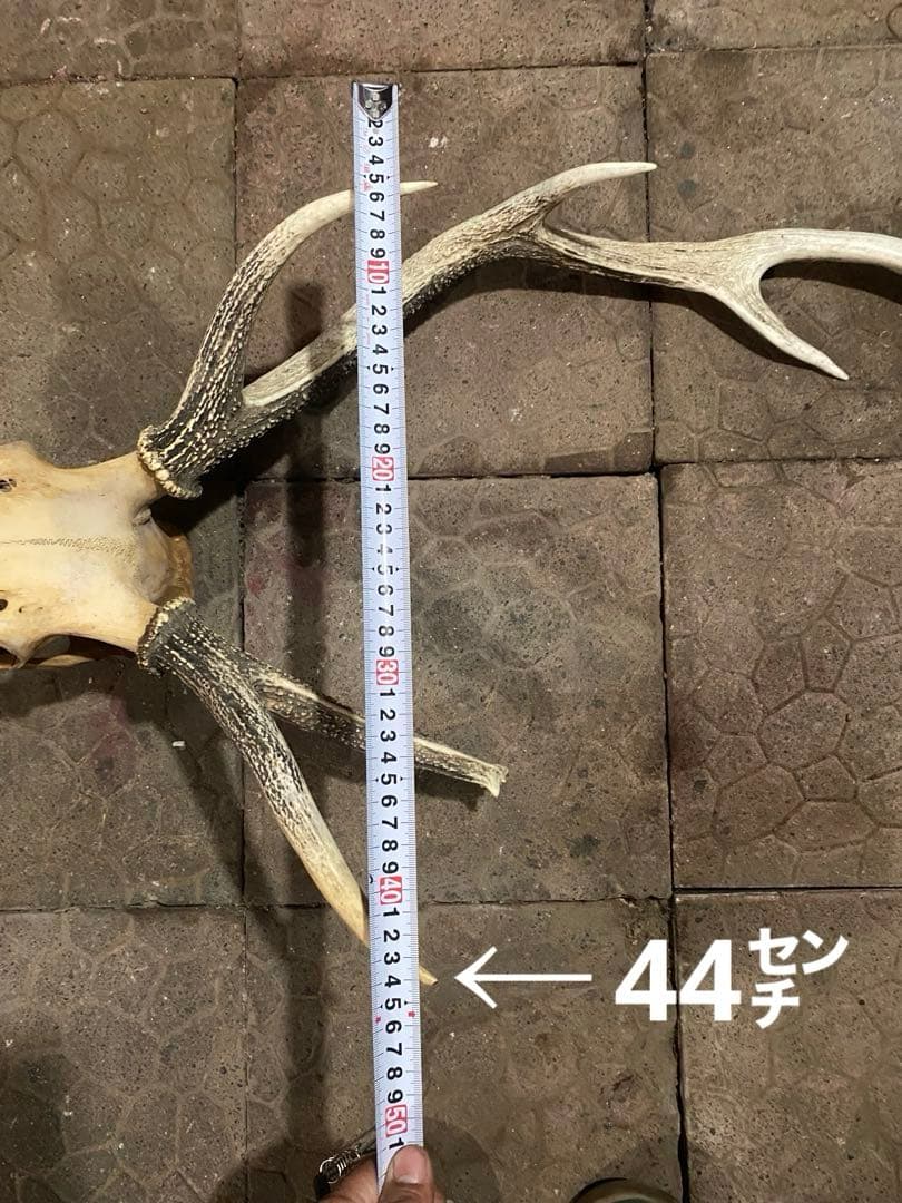 蝦夷鹿hunting trophy（deer skull）アシンメトリー