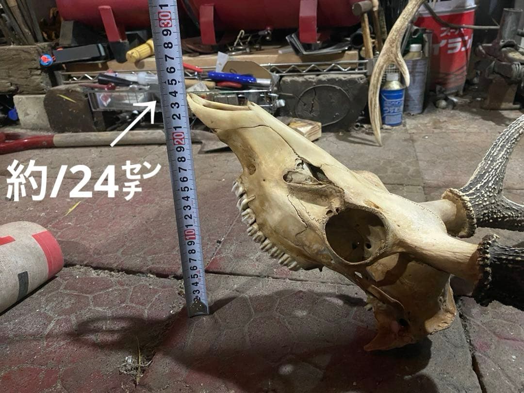 蝦夷鹿hunting trophy（deer skull）アシンメトリー