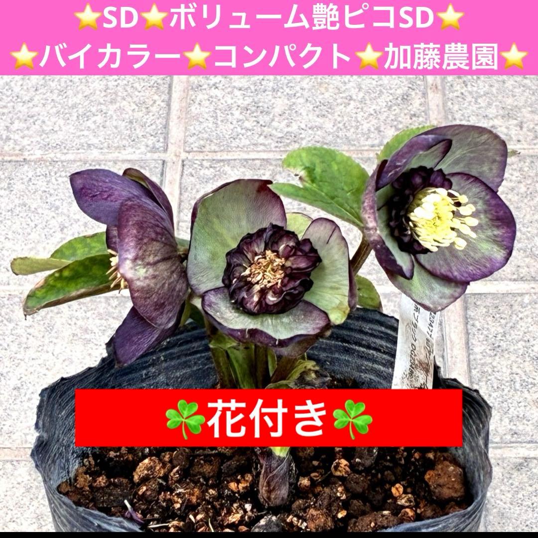 m*i様 3429☘️花付き☘️SD⭐️ボリューム艶ピコSD⭐️バイカラー⭐️コ