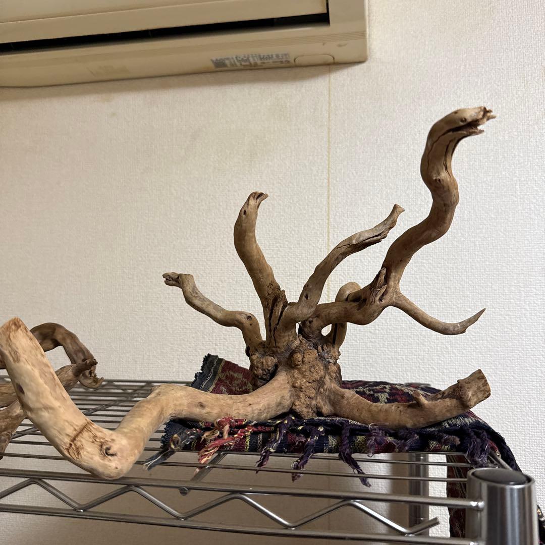 水槽用流木 中型 自然な枝状