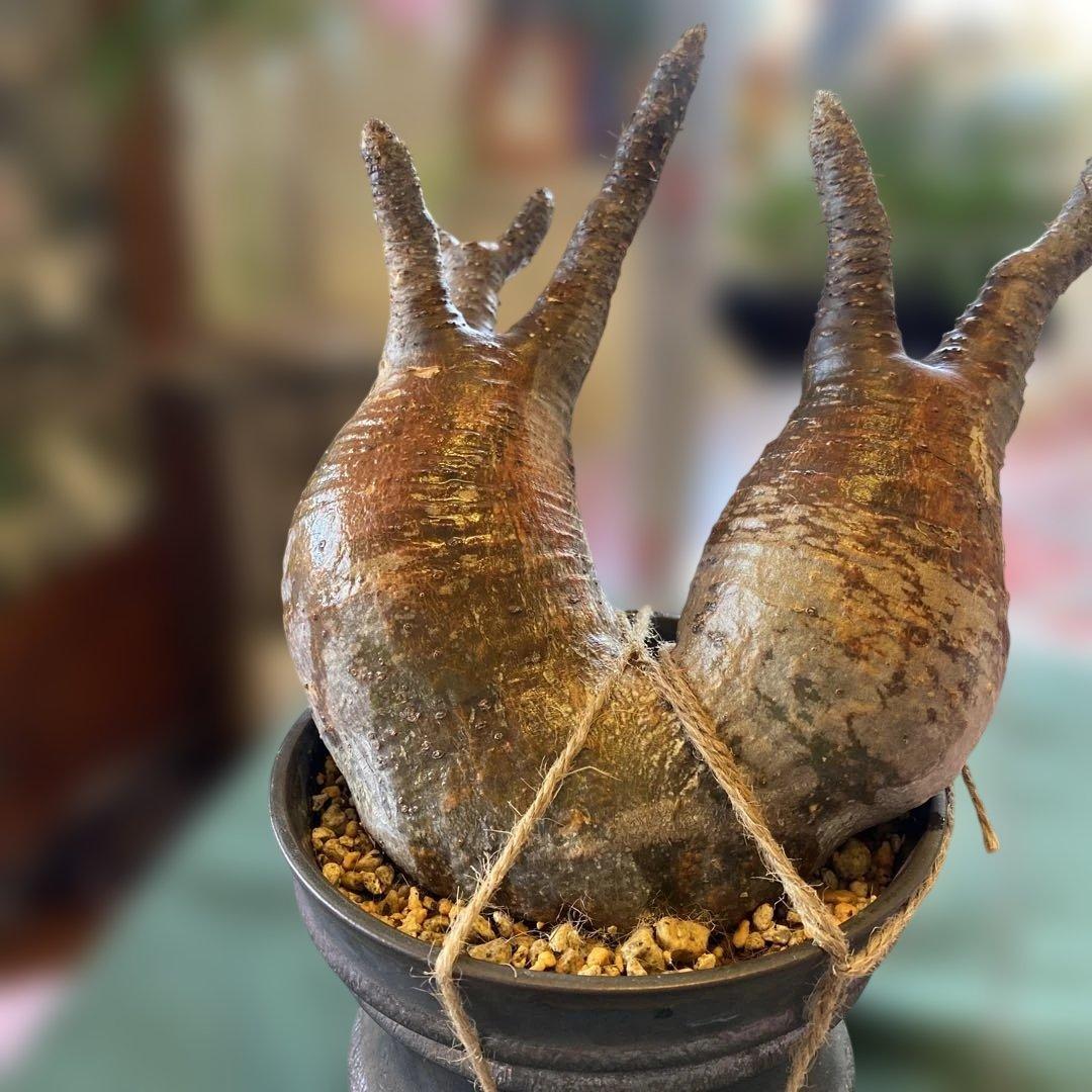 グラキリス多頭 大きめ現地球 発根確認済