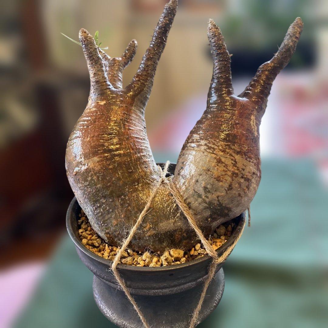 グラキリス多頭 大きめ現地球 発根確認済