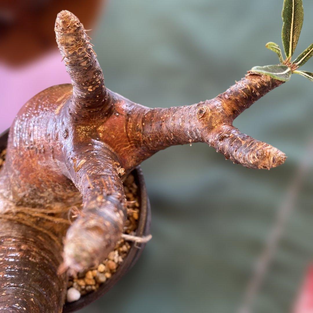 グラキリス多頭 大きめ現地球 発根確認済