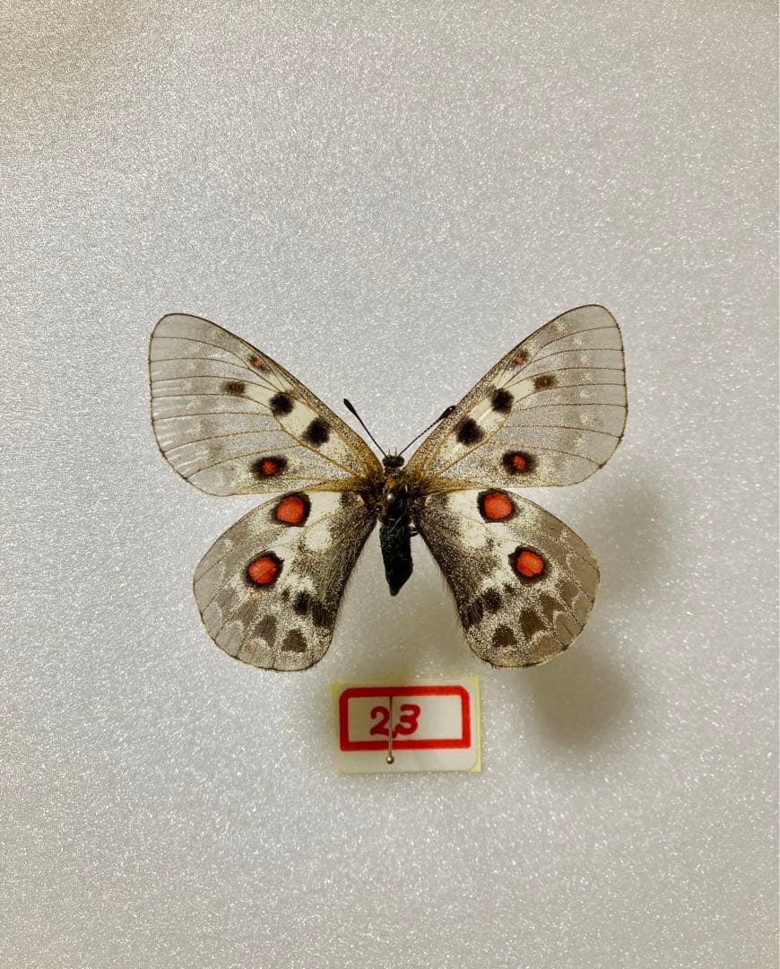 P.tianschanicus（1メス、中国新疆省ウルムチ）