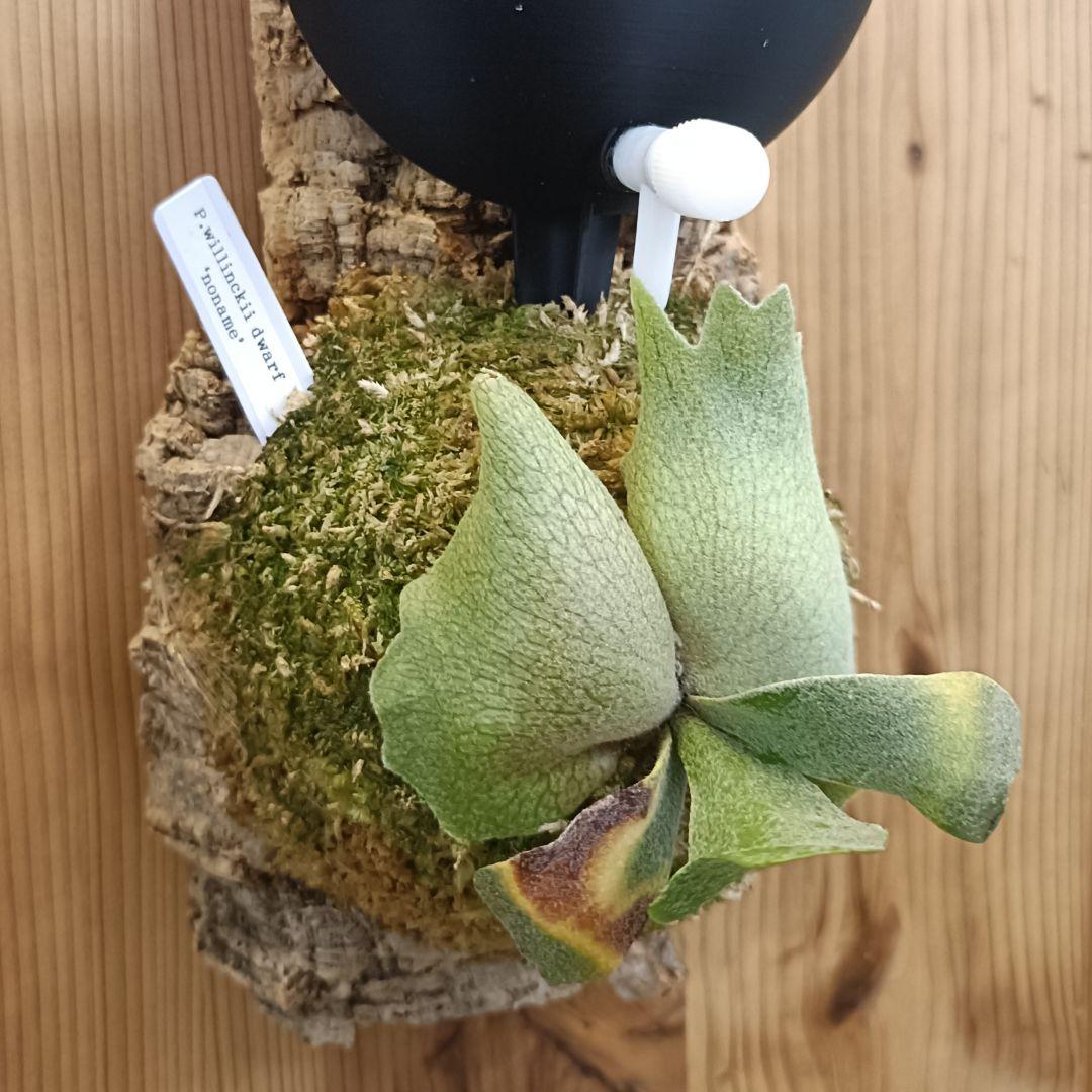 ビカクシダ P.willinckii 'no name' dwarf spore