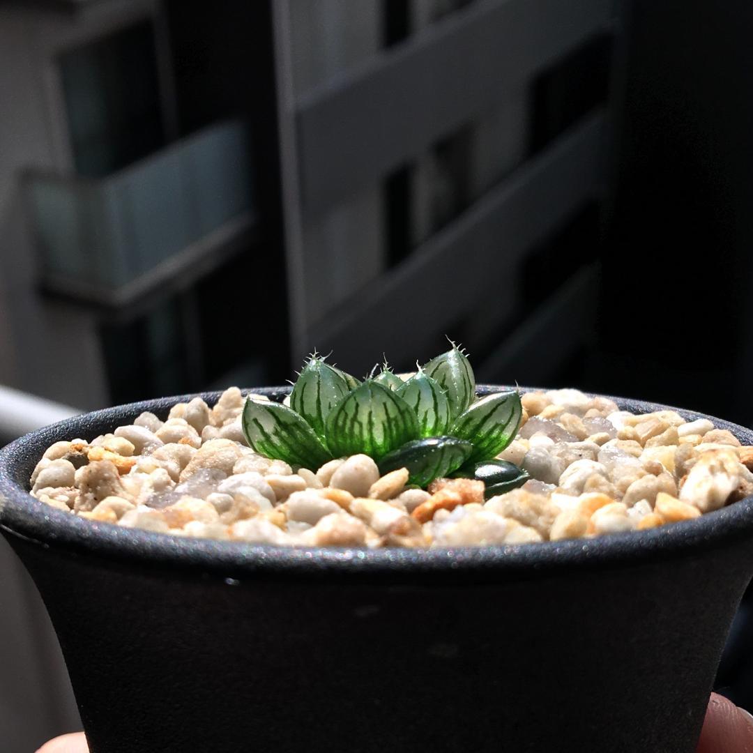 【期間限定出品】ハオルチア 「出藍」 H. 'Shutsuran'　多肉植物