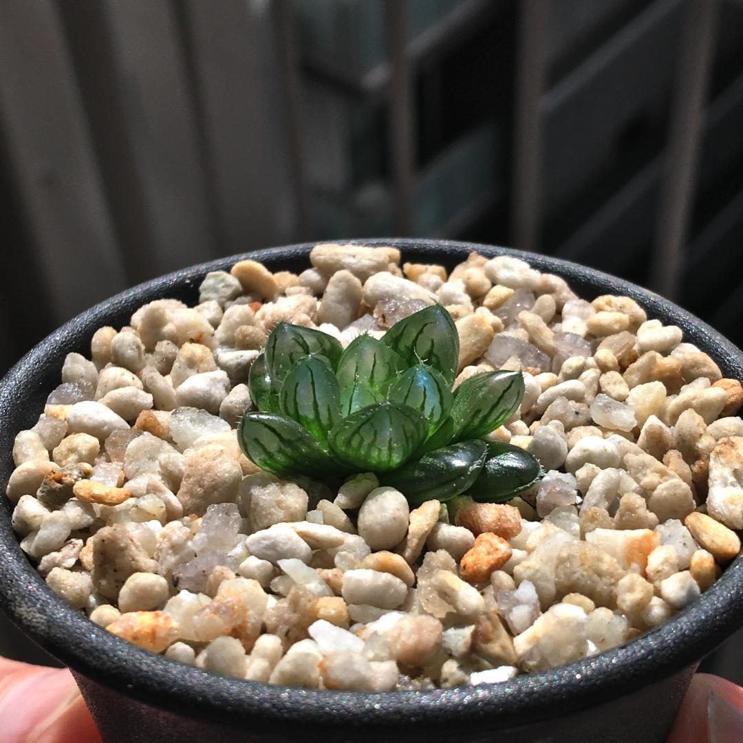 【期間限定出品】ハオルチア 「出藍」 H. 'Shutsuran'　多肉植物