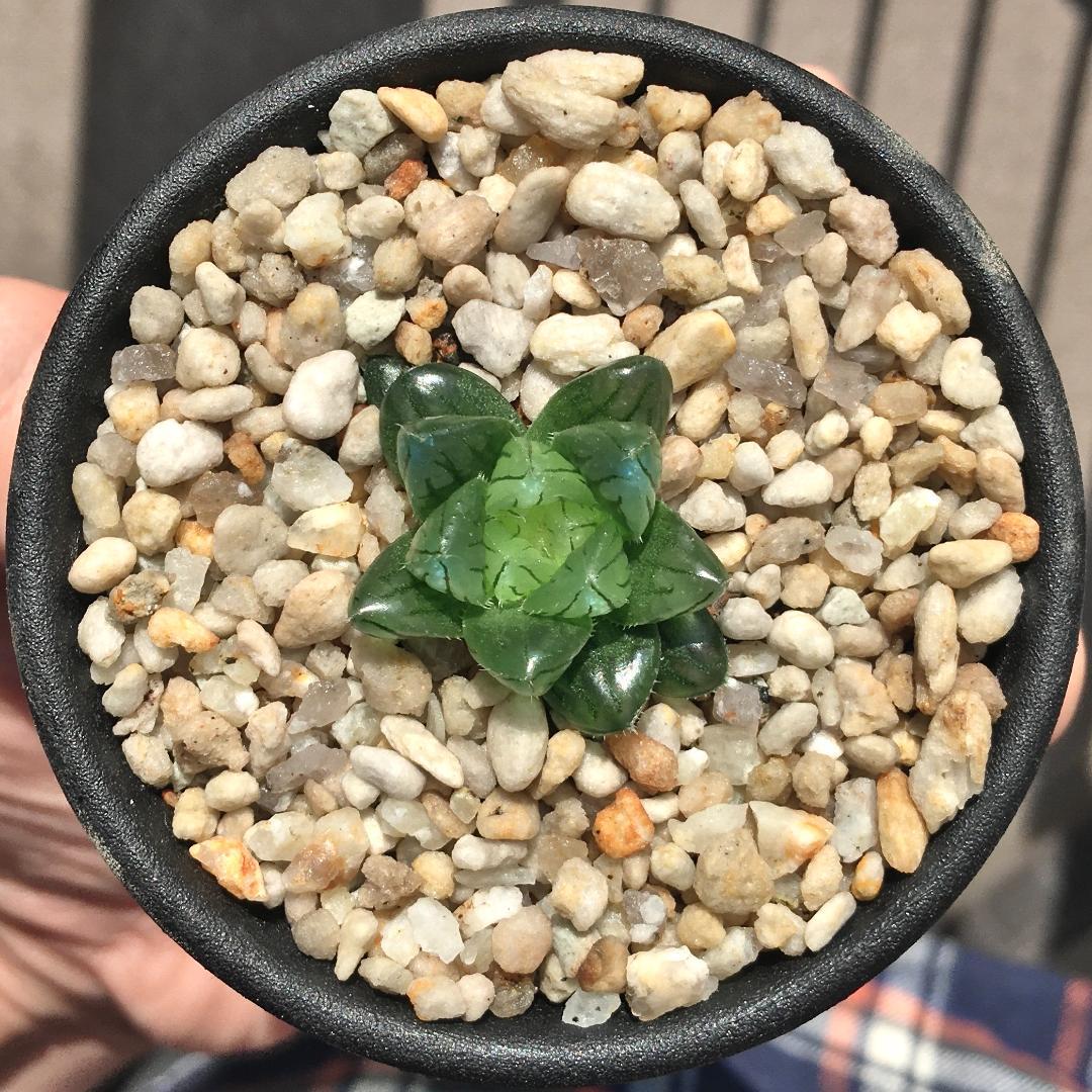 【期間限定出品】ハオルチア 「出藍」 H. 'Shutsuran'　多肉植物