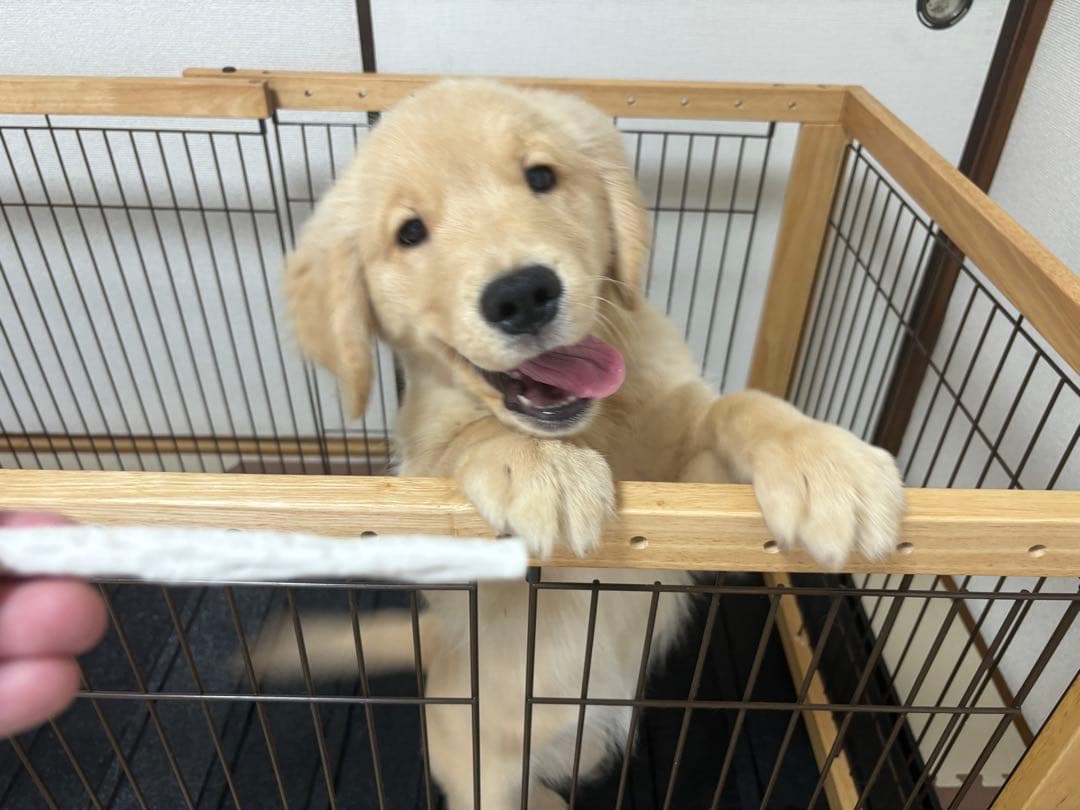 リッチェル　ペットケージ　犬サークル　ワイドサイズ　ハウス　小型犬　大型犬　用品