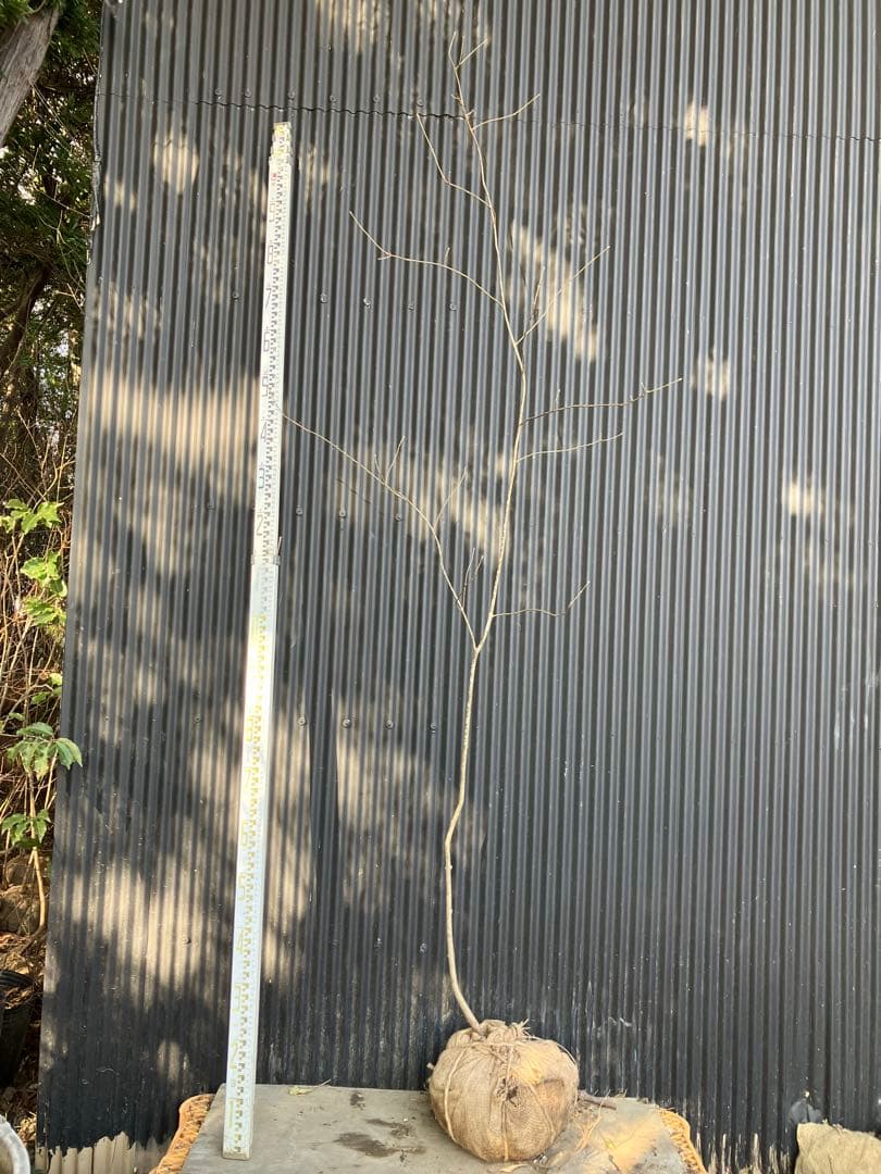 山採り　アオダモ