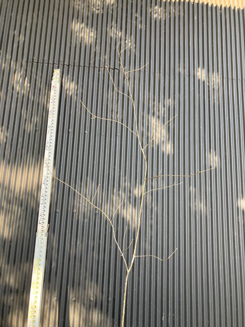 山採り　アオダモ