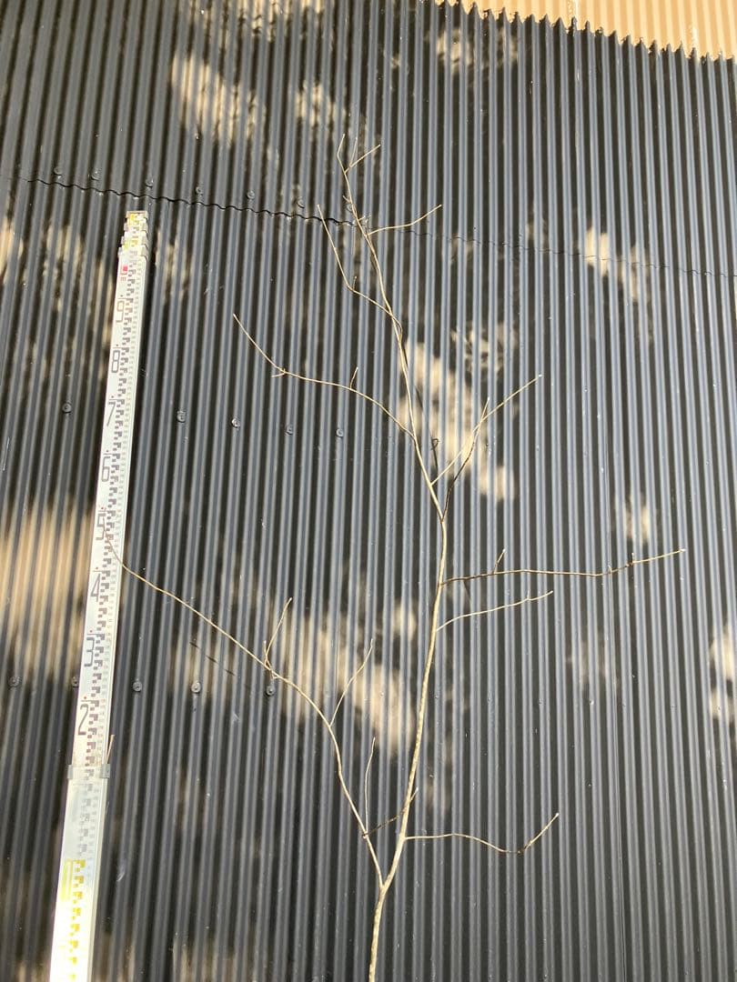 山採り　アオダモ