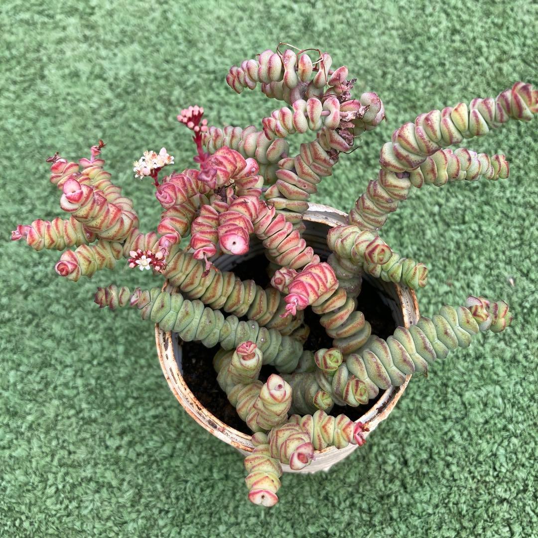 専用　舞乙女抜き苗