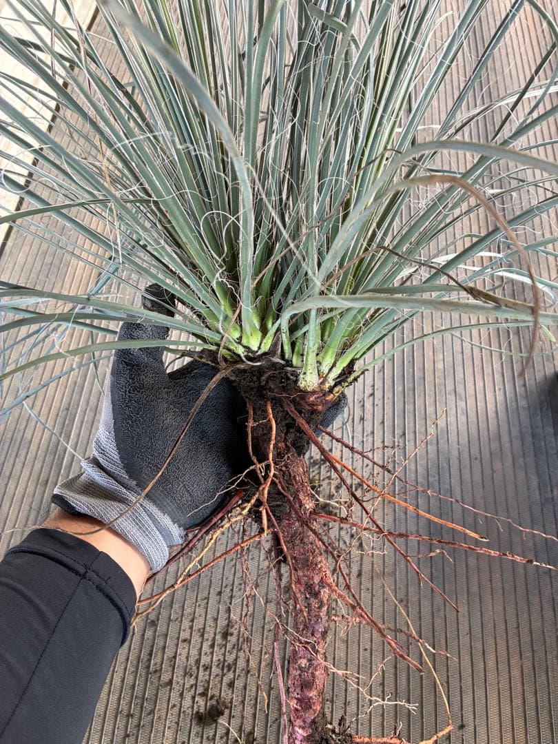 あ*う様 ユッカ　エラータ　ダブルヘッド　国内実生　ロストラータ　リギダ　フィリ