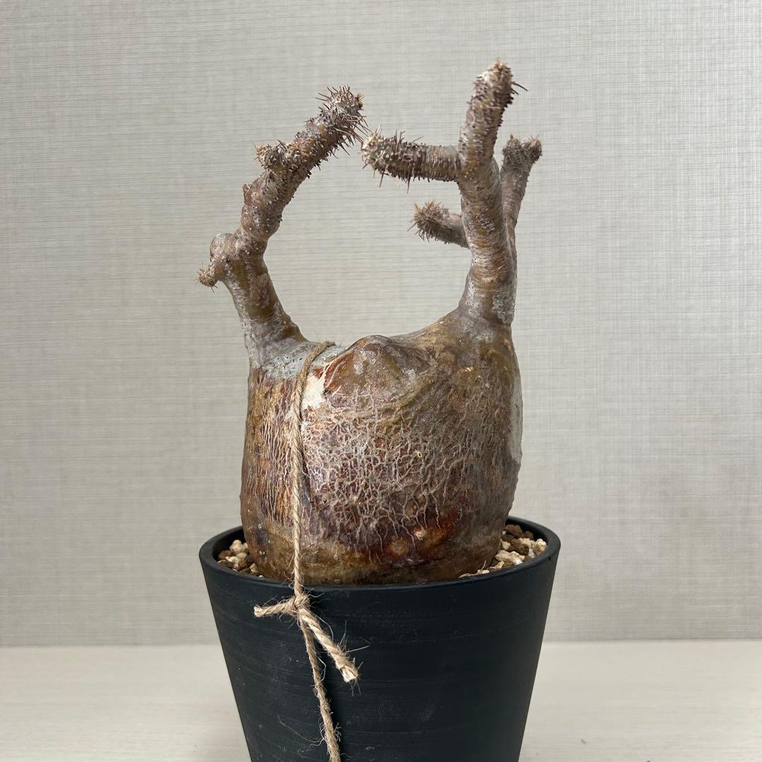 パキポディウム•グラキリス 現地球/現地株　微発根　塊根植物 13