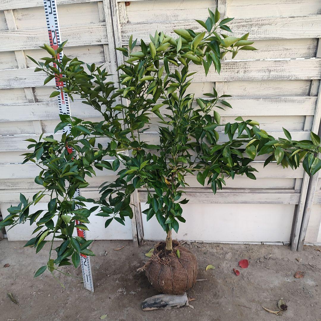 みはや 3年生 登録品種 苗木