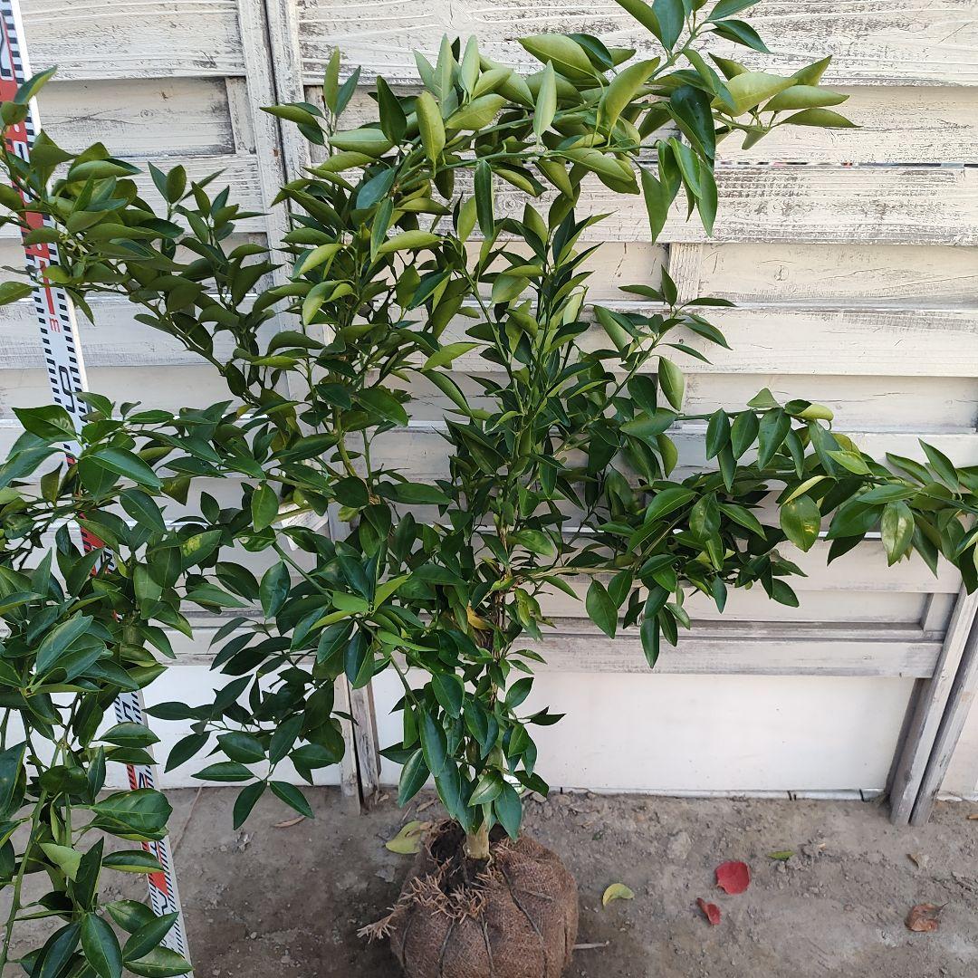 みはや 3年生 登録品種 苗木