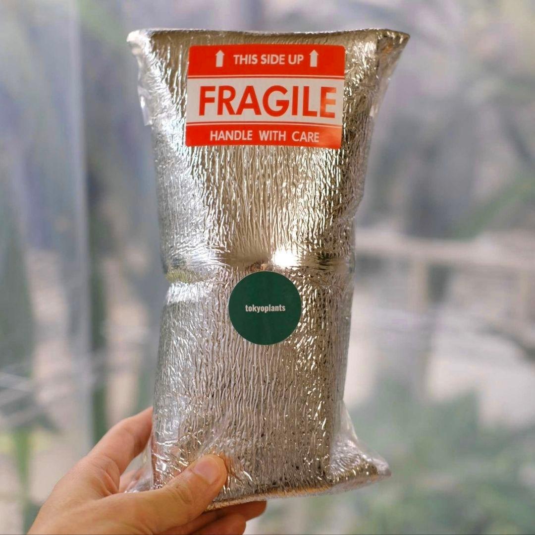 Alocasia chantrieri pink│アロカシア シャントリエリ②