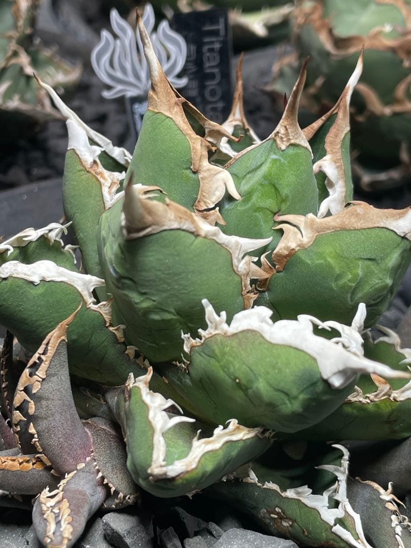 アガベ　包心龍② ライズ(lize)血統