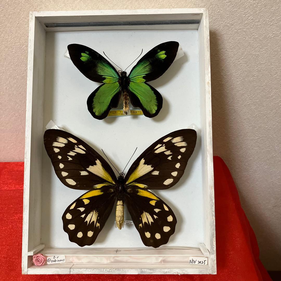 ビクトリアトリバネアゲハ（大型）