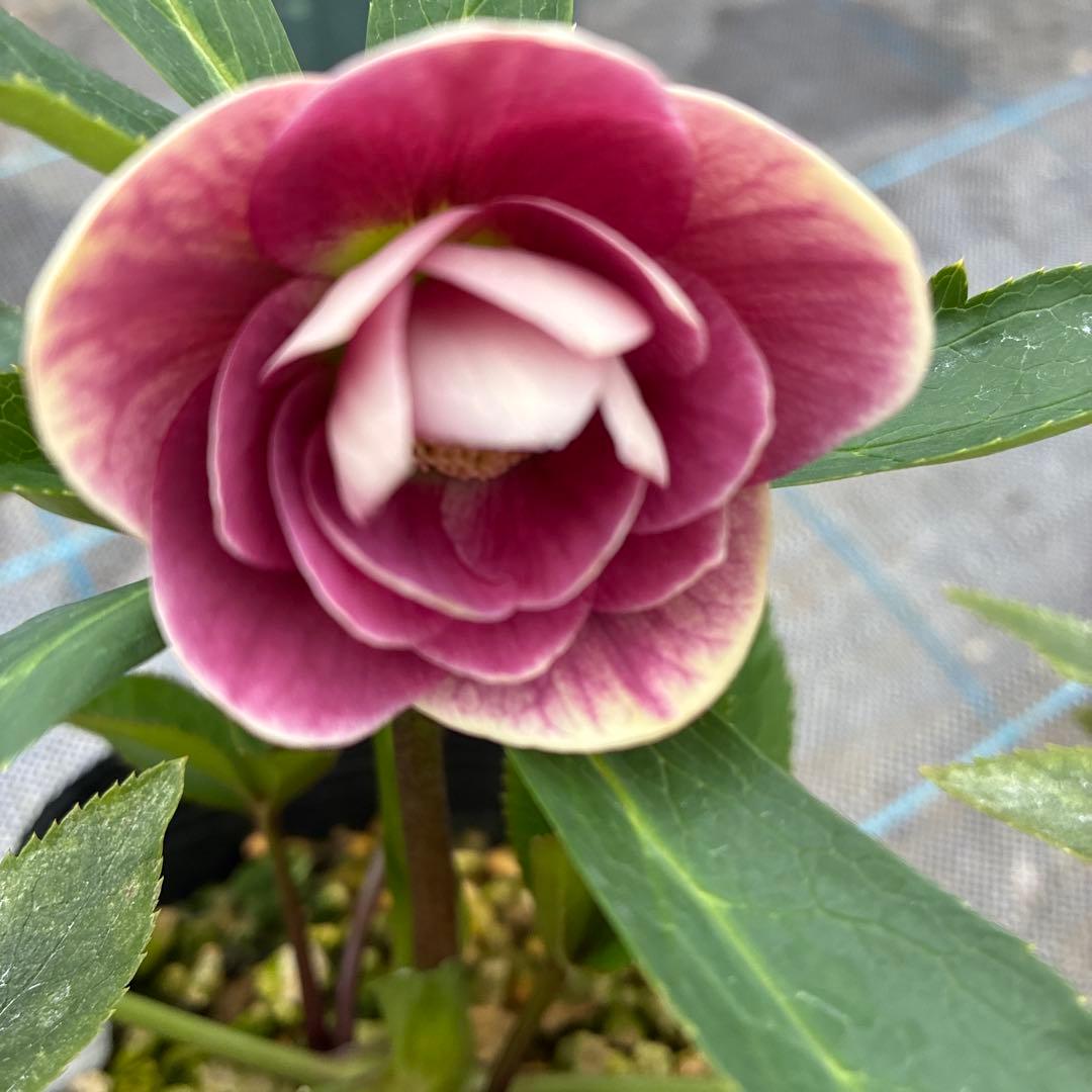 クリスマスローズ　くすみバイカラー　4.5寸