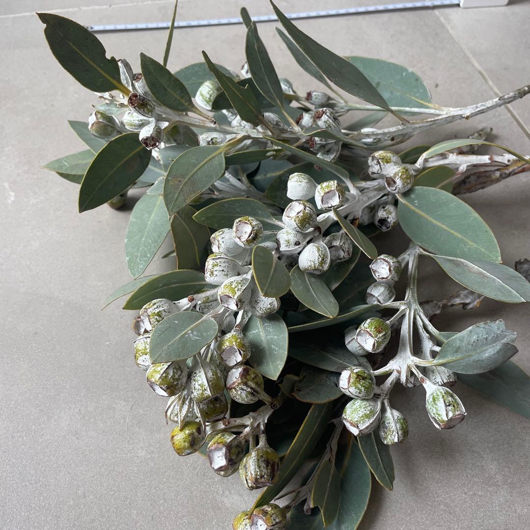 2.テトラゴナナッツ　フレッシュ生花　ユーカリ