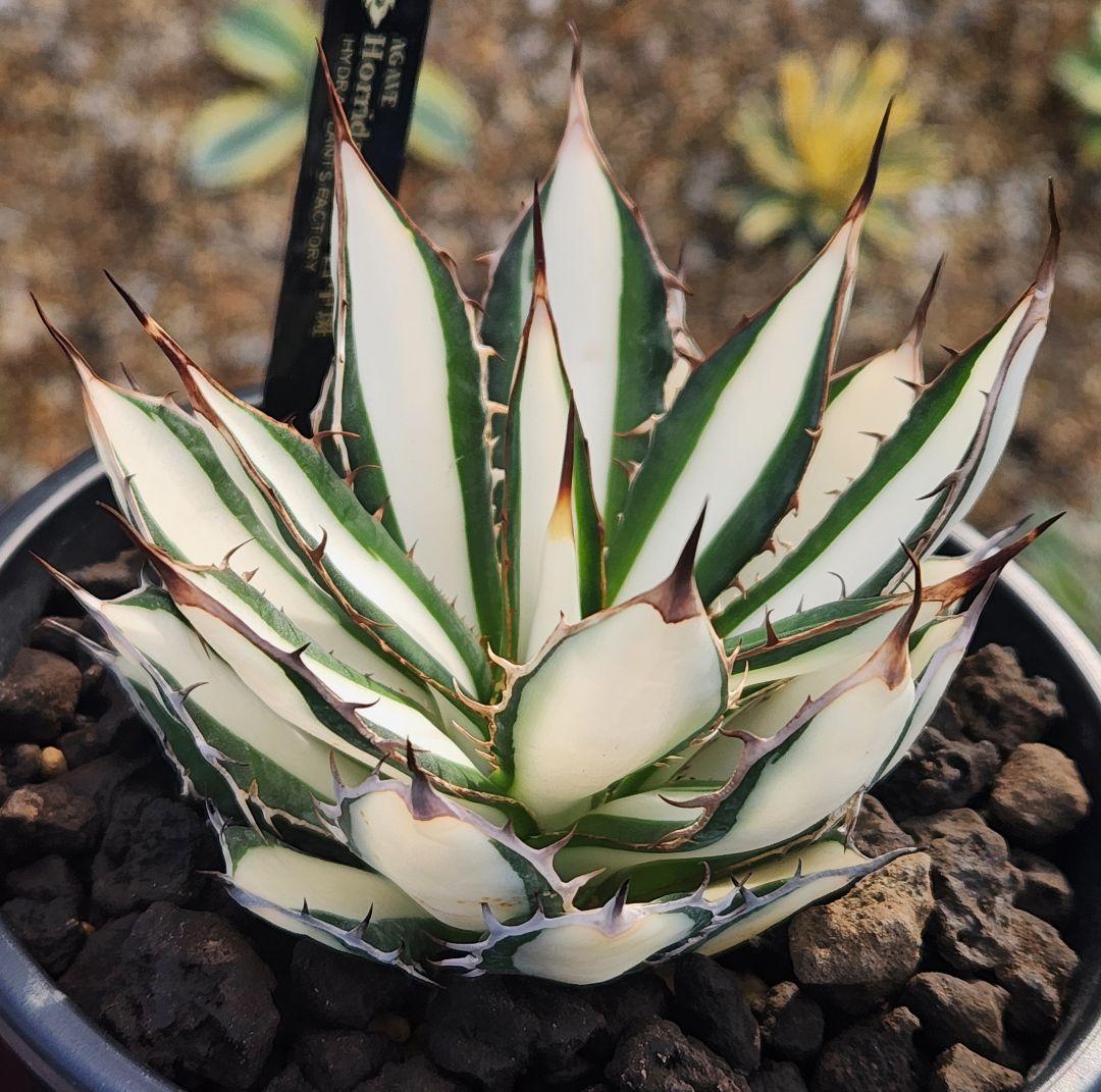 MOB　アガベ　ホリダ　白中斑　極上株　発根済　鉢のまま発送