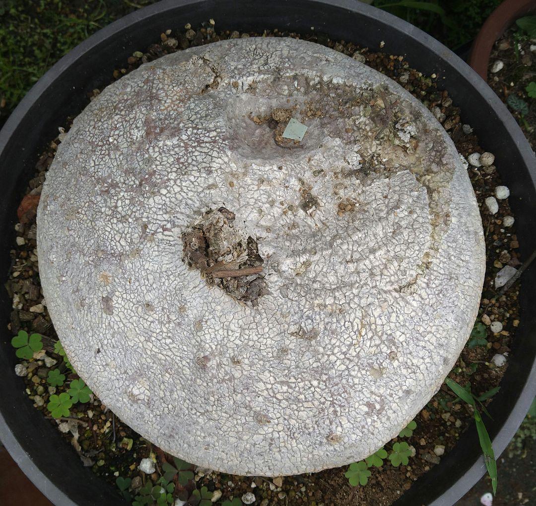 ラフィオナクメ　ベルチナ　巨大　塊根植物