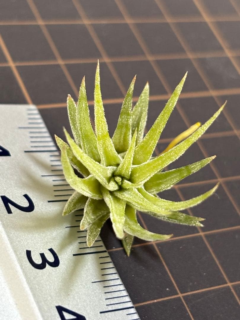 イオナンタ メキシカンゼブラ　子株　エアープランツ　チランジア