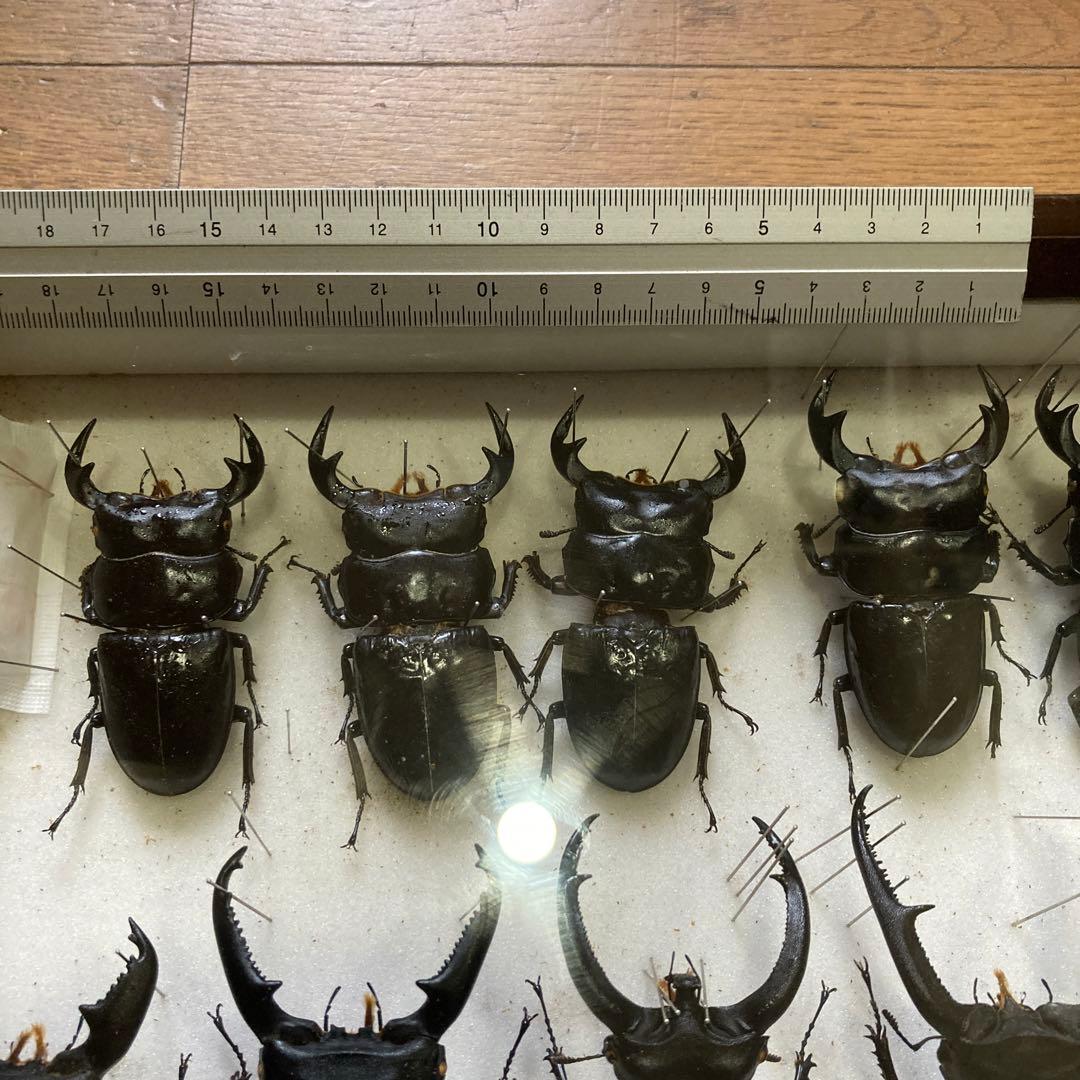 750mmオーバー1000mm世界のクワガタオオクワガタヒラタクワガタなど21頭