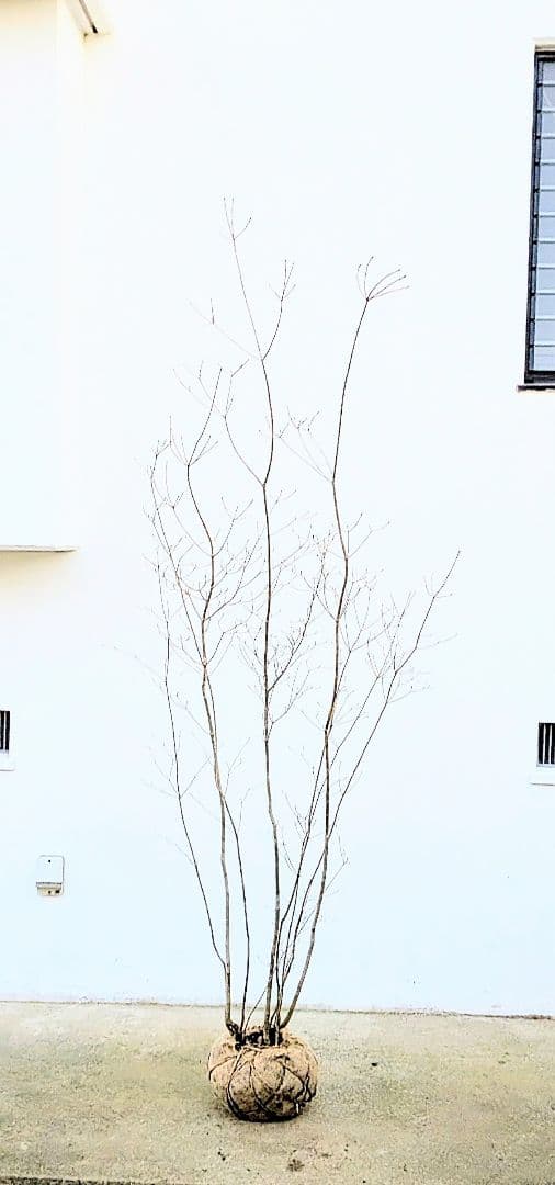 山採りドウダンツツジ。