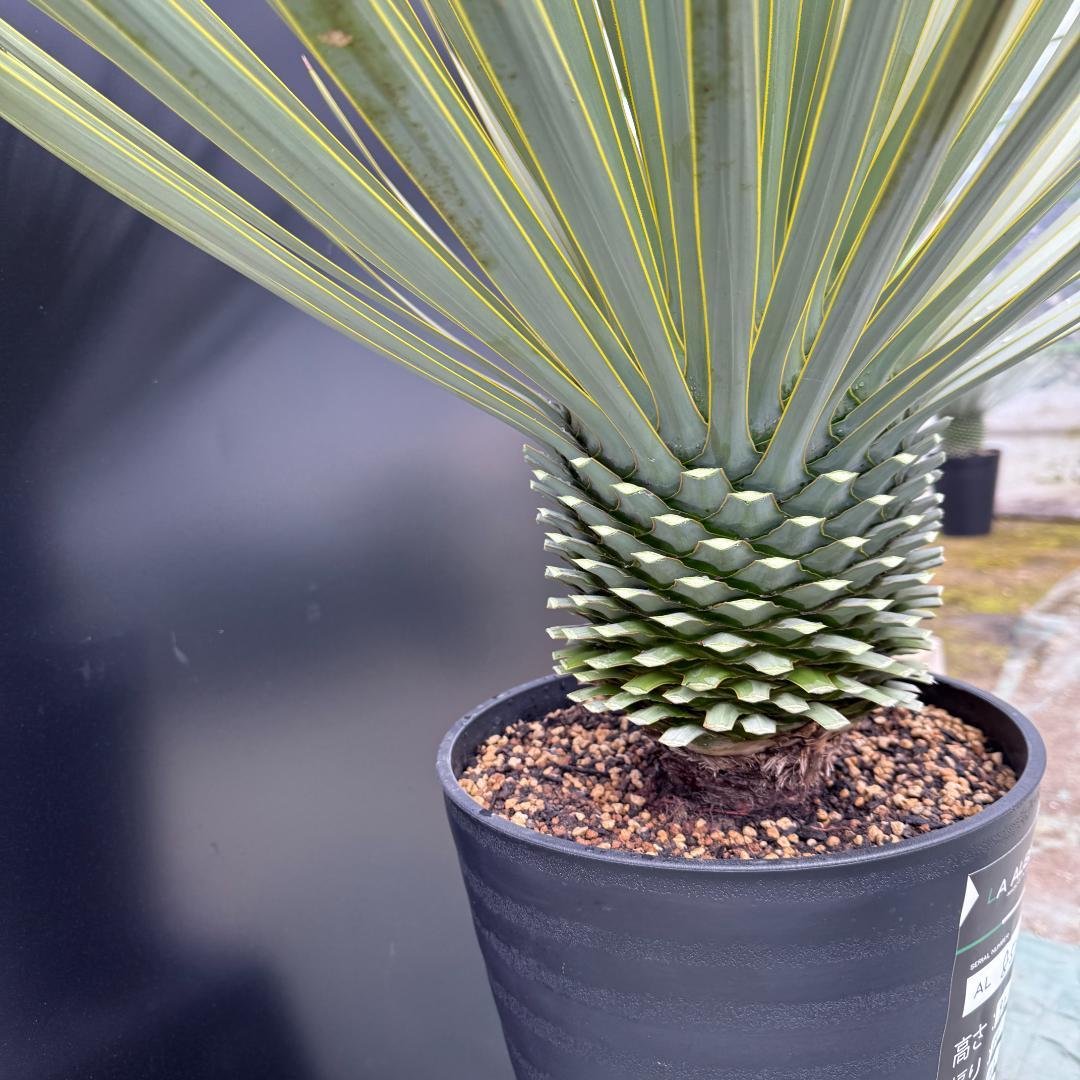 【AL856】ユッカ　ロストラータ　美形　強シルバー個体