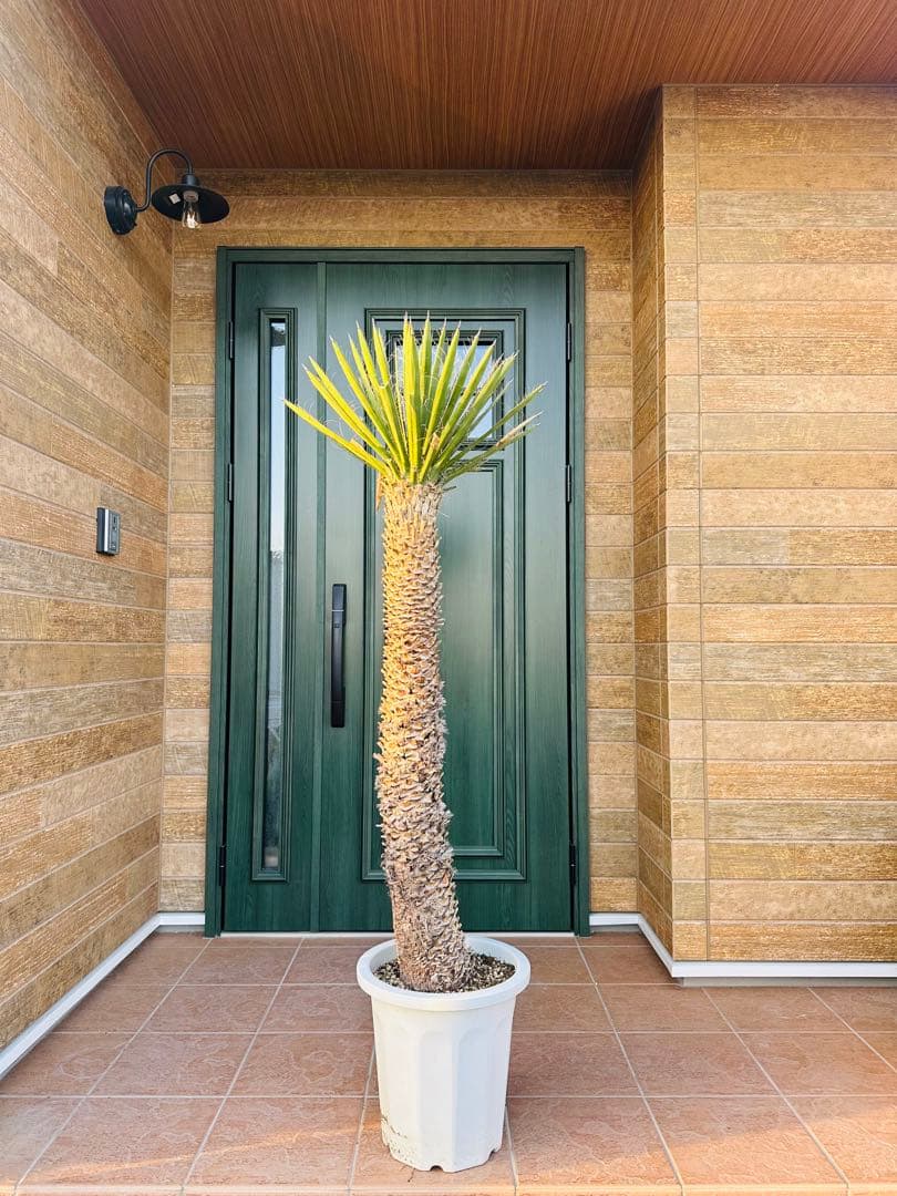 ユッカ　フィリフェラ　　ドライガーデン　ガーデニング