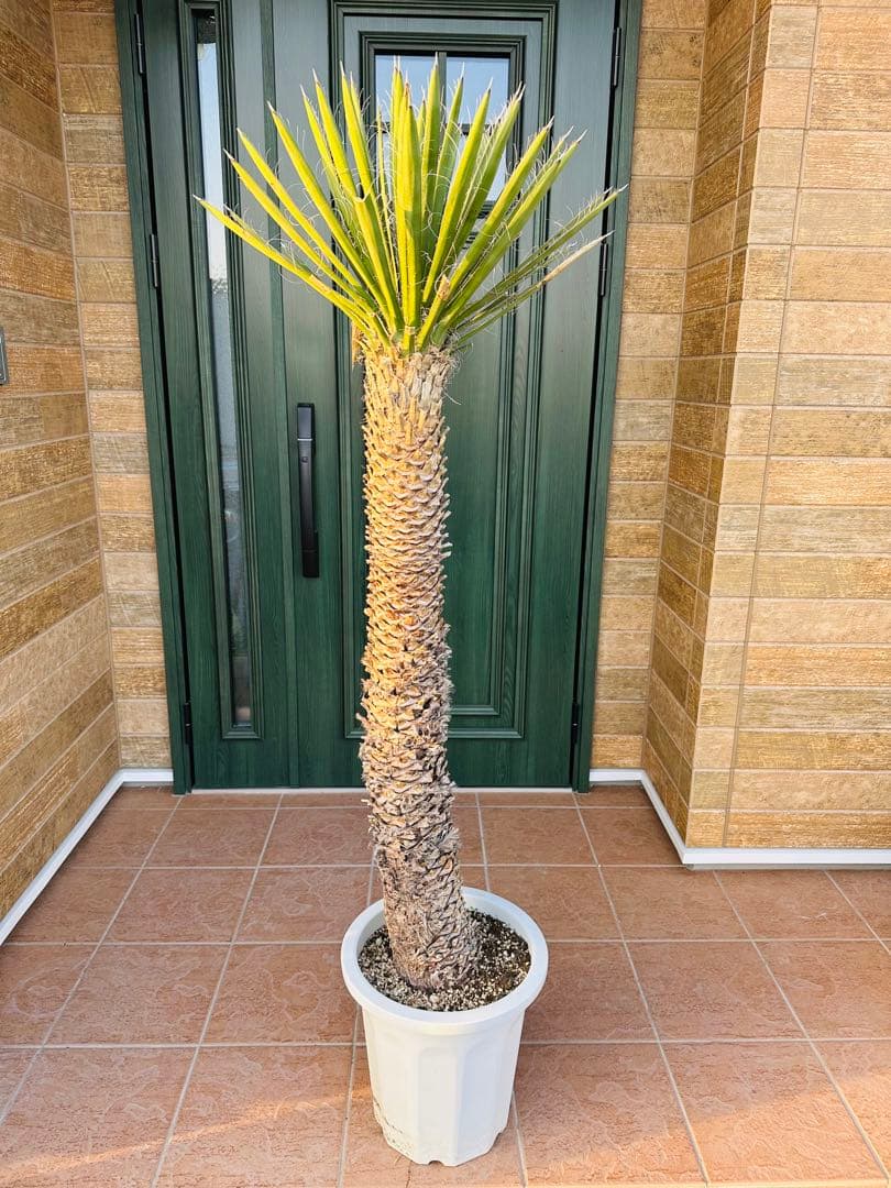 ユッカ　フィリフェラ　　ドライガーデン　ガーデニング