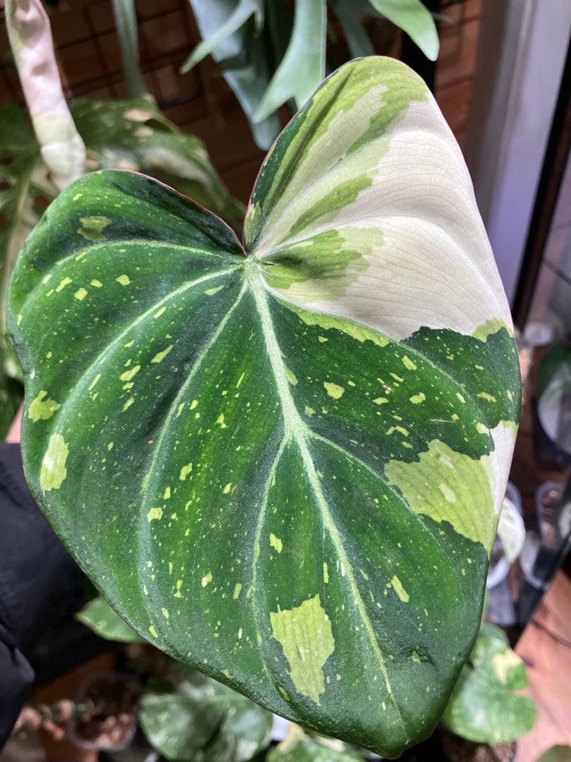 フィロデンドロン　グロリオーサムトリカラー