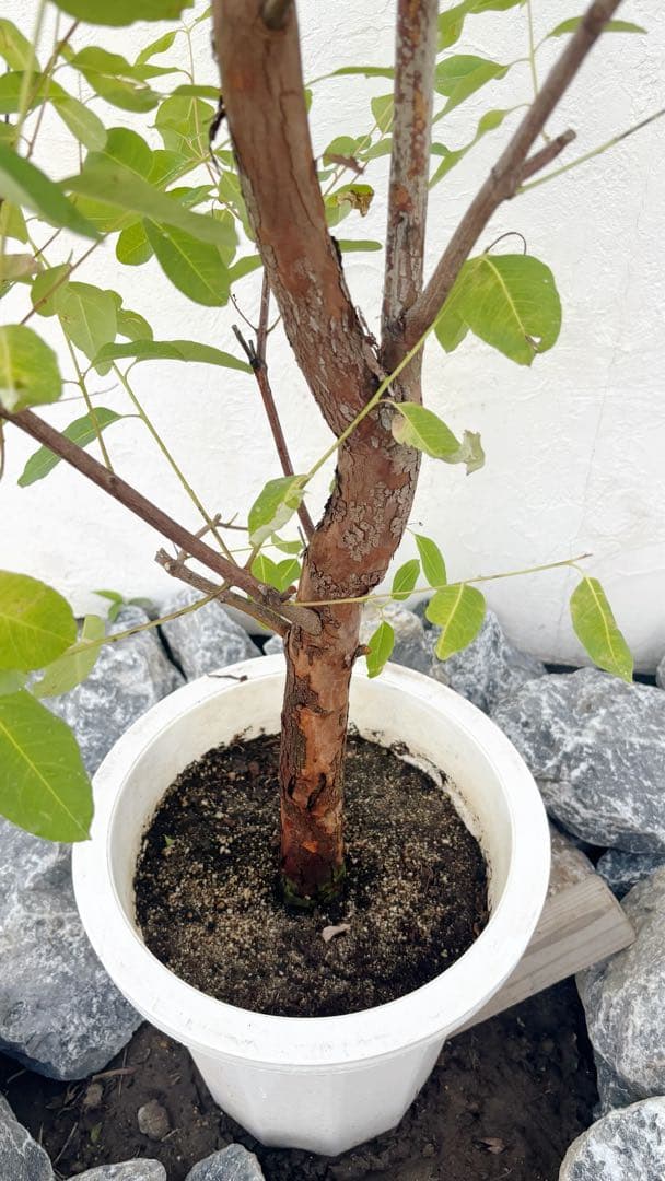 珍種☆レインボーユーカリ2.2M(鉢底から)