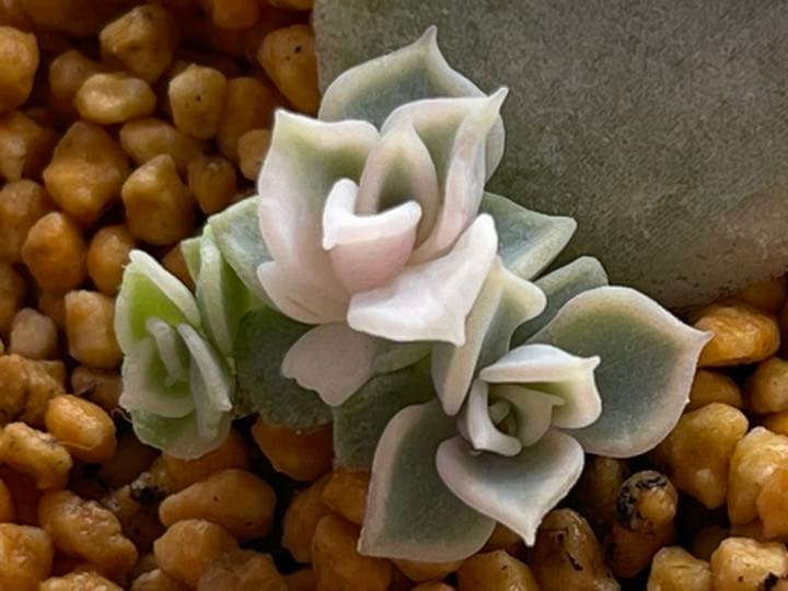 ❤️専用出品❤️リラシナ錦❤️ 葉挿しっ子抜き苗③