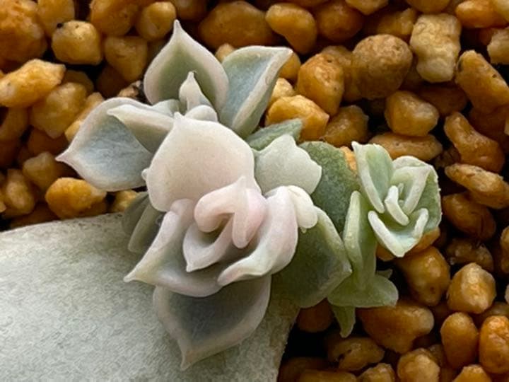 ❤️専用出品❤️リラシナ錦❤️ 葉挿しっ子抜き苗③