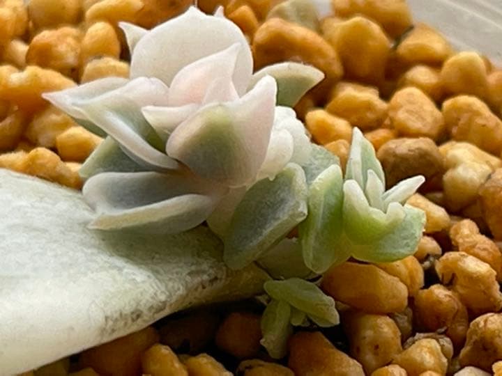 ❤️専用出品❤️リラシナ錦❤️ 葉挿しっ子抜き苗③