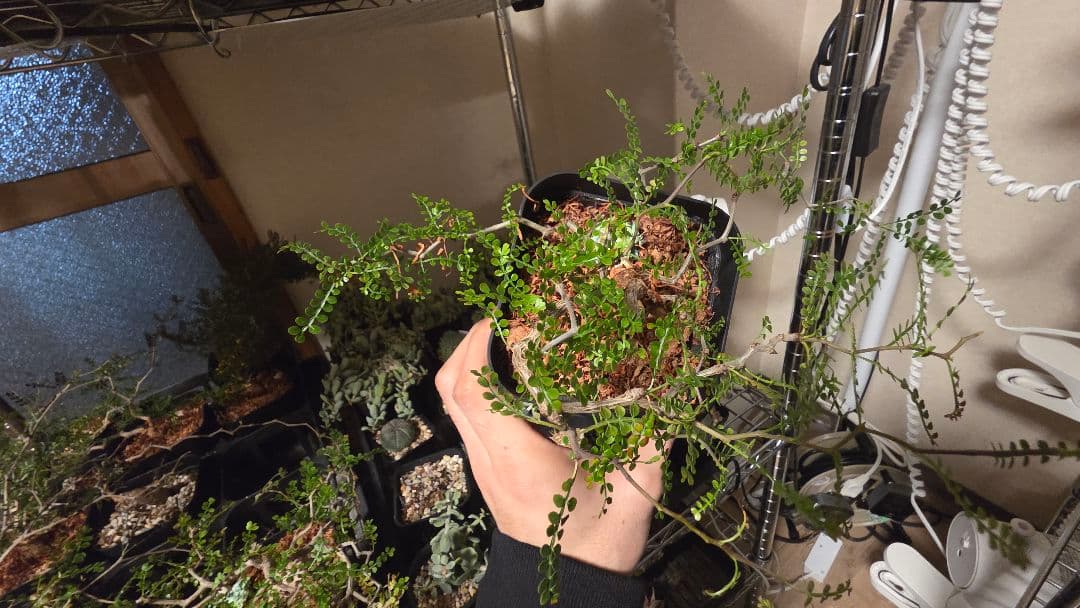 【実生5年】オペルクリカリアパキプス