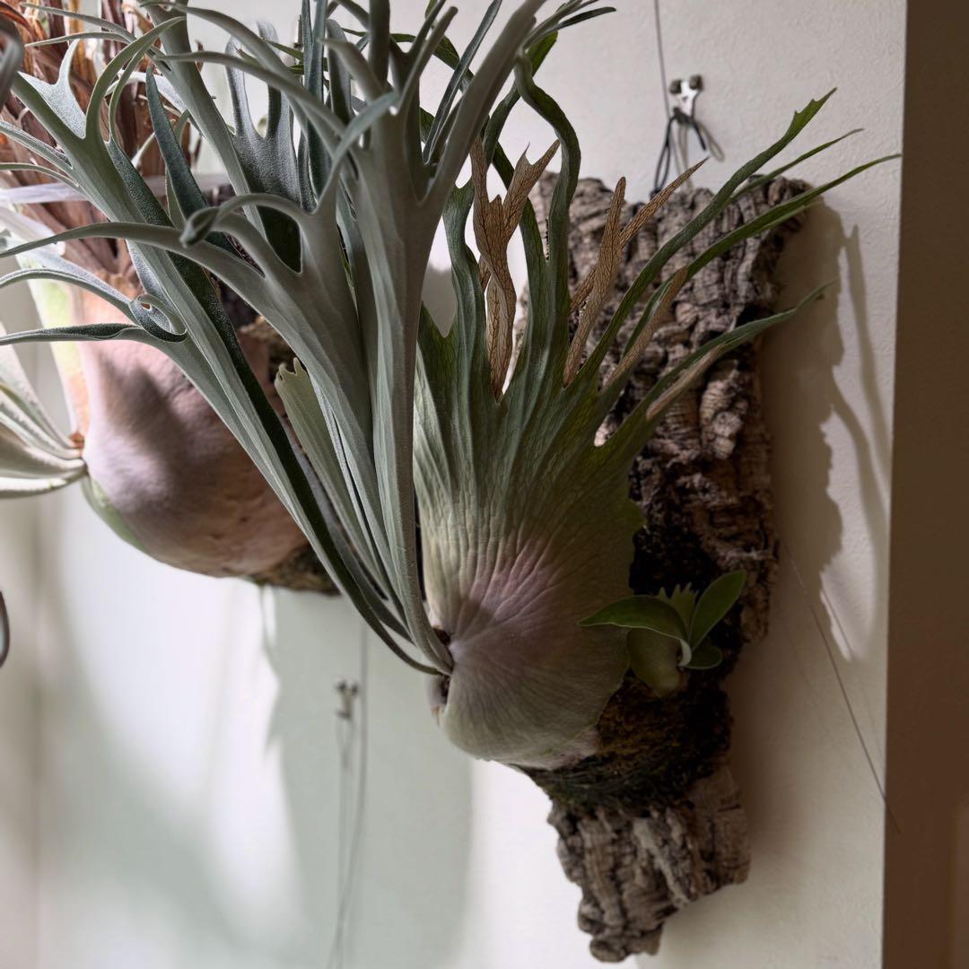 ビカクシダ　veitchii AR 初出し