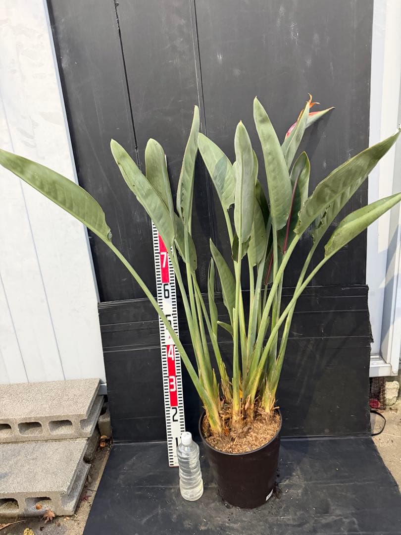 ストレリチア 極楽鳥花　10株　オレンジの花　観葉植物 約120cm