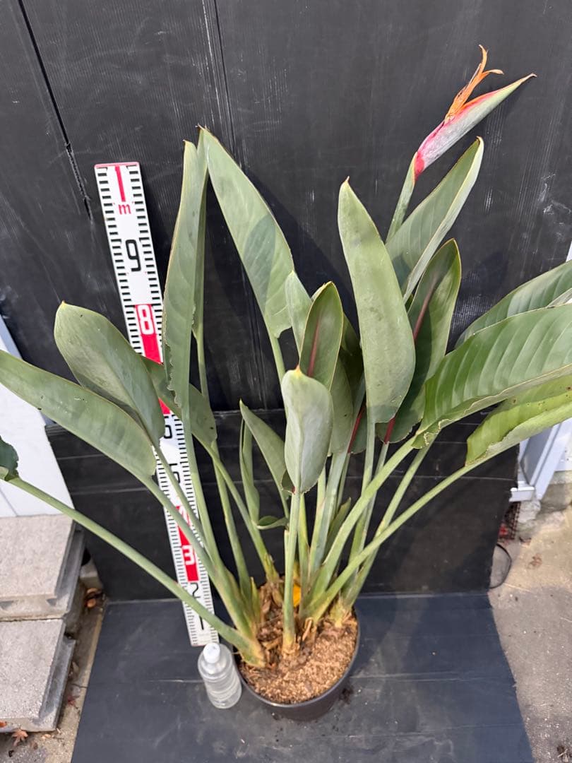 ストレリチア 極楽鳥花　10株　オレンジの花　観葉植物 約120cm