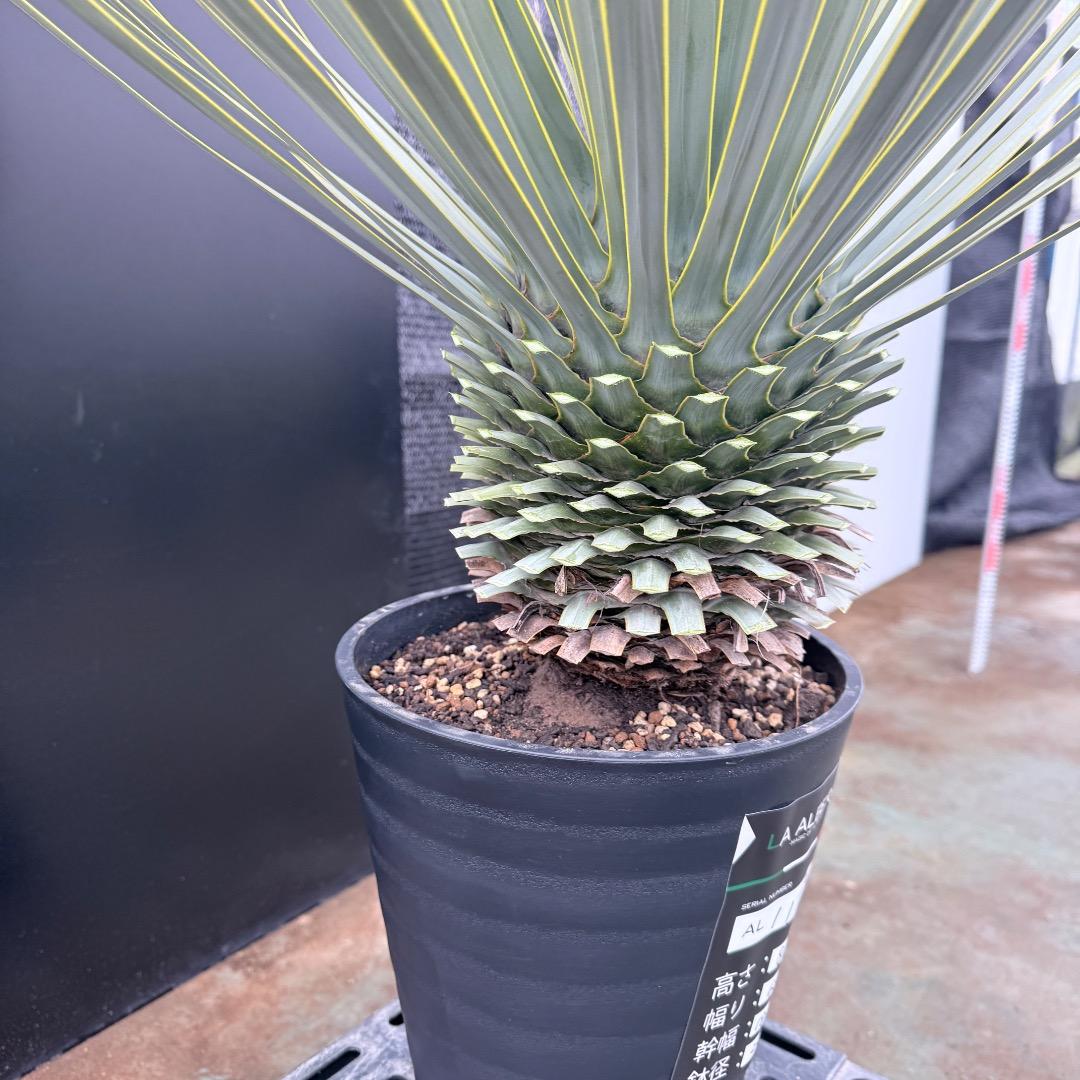 【AL1199】ユッカ　ロストラータ