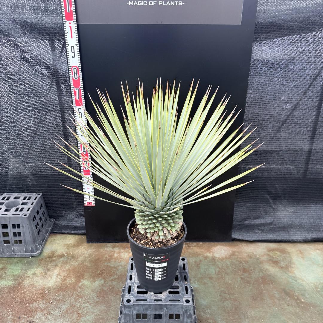 【AL1199】ユッカ　ロストラータ