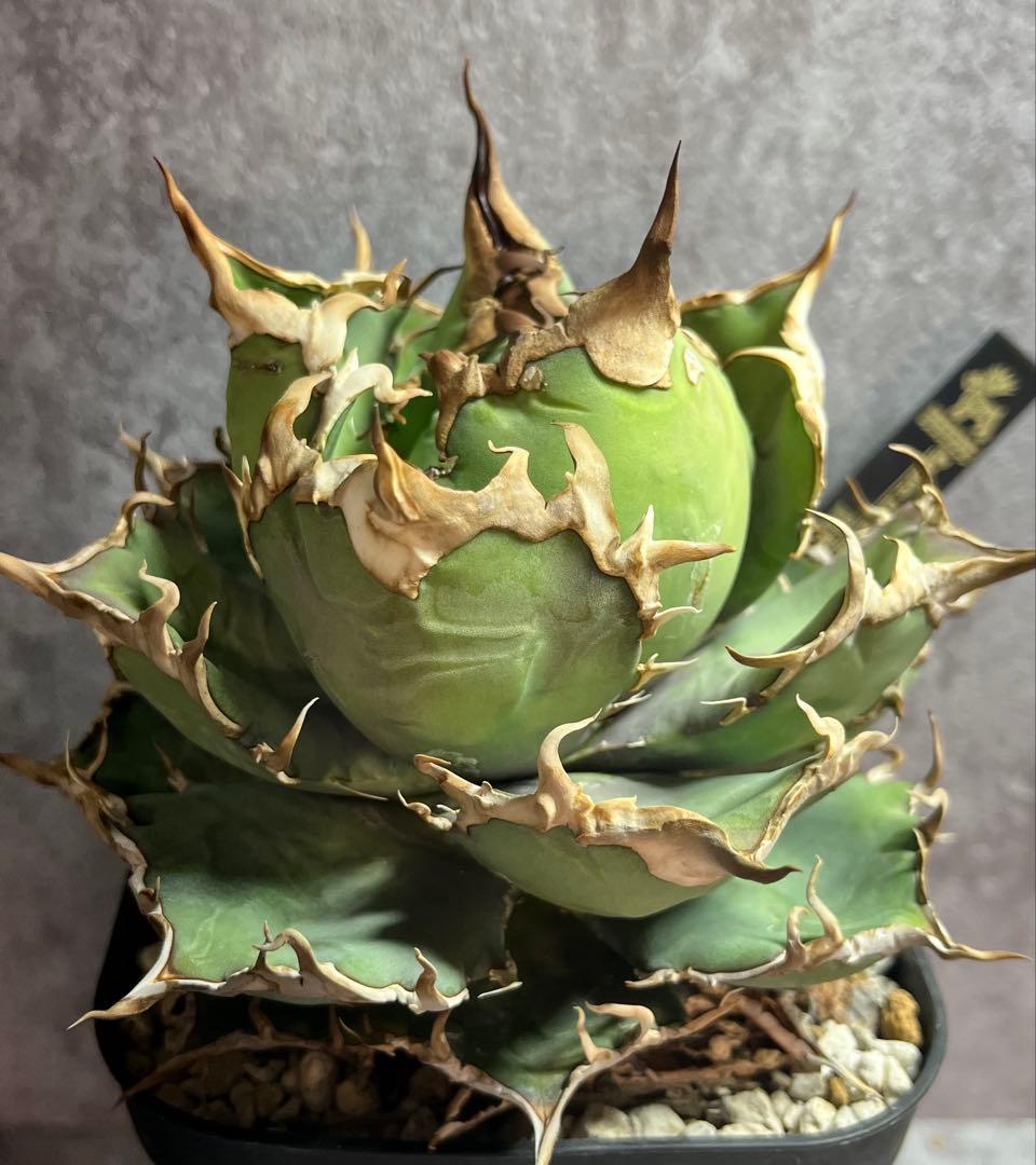 アガベ　チタノタ　シーザー　ボール形　美株　タグ付き 【4】