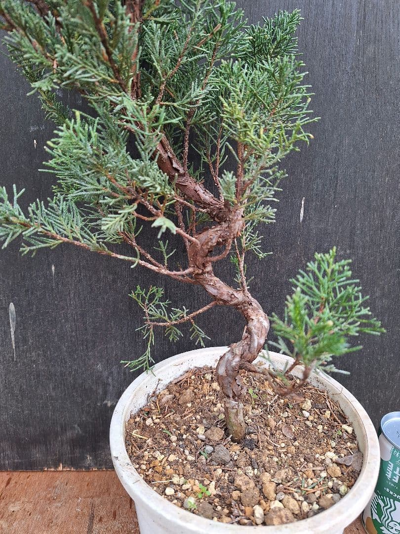 糸魚川真柏　【青白葉性】(盆栽素材)