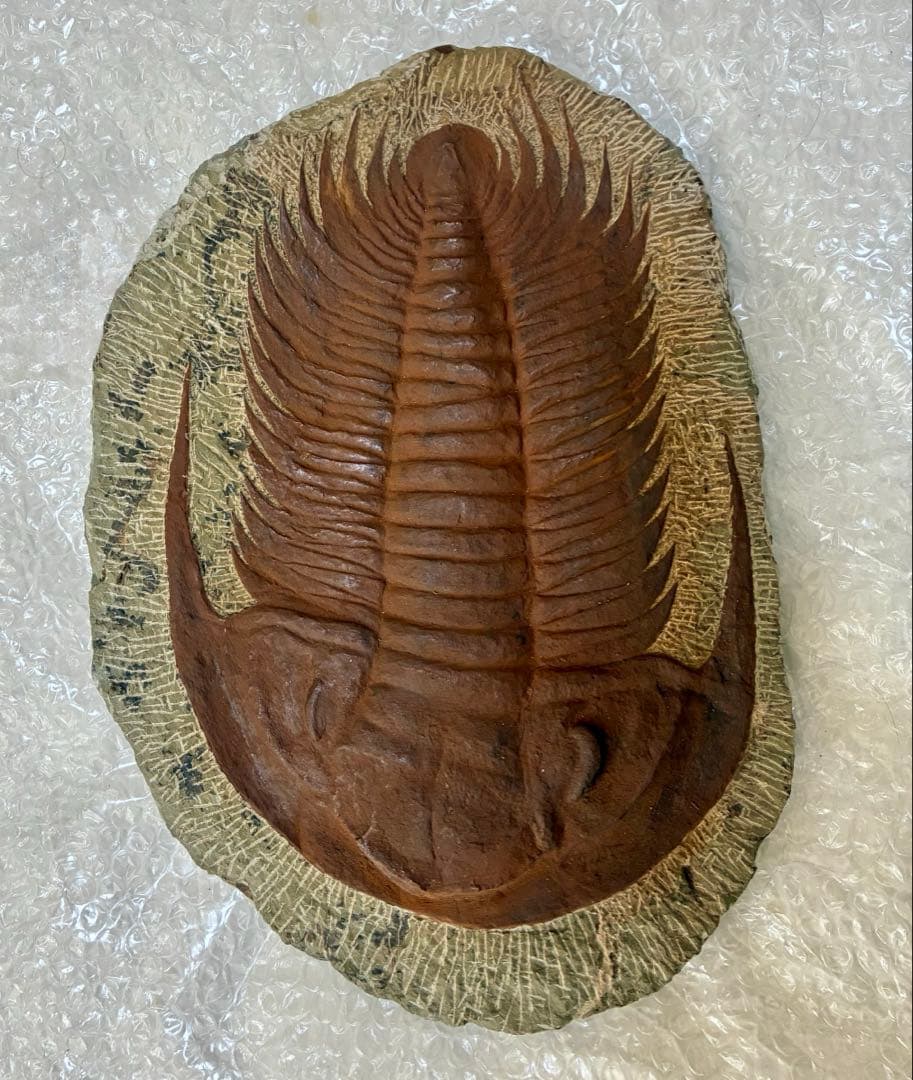 レア 特大 初期の三葉虫 パラドキシデス 古代生物 モロッコ産 約4.85kg！