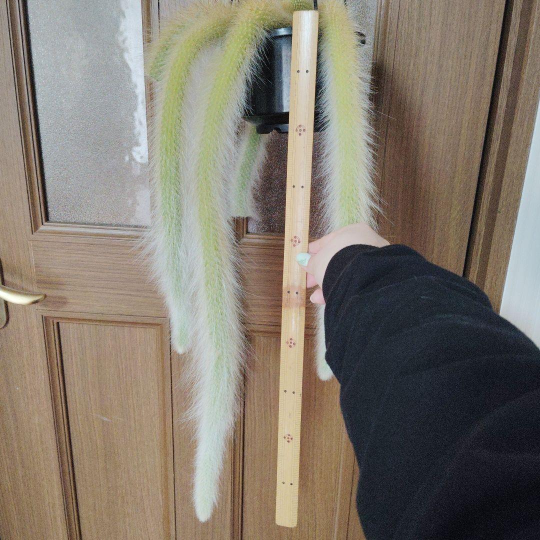 クレイストカクタス属　カラデモノニス